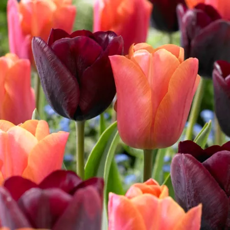 Van Zyverden Ronaldo Blend Tulip Plant Blend 15 Bulbs Perennials