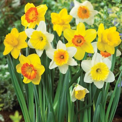 Van Zyverden Trumpet and Cupped Daffodil Plant Mix, 15 Bulbs