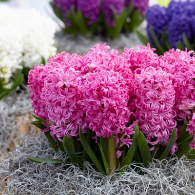 Van Zyverden Pink Pearl Hyacinth Plant, 10 Bulbs