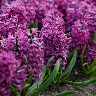 Van Zyverden Purple Sensation Hyacinth Plant, 10 Bulbs