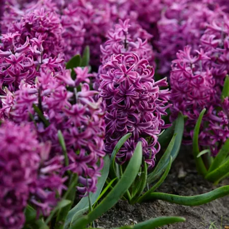 Van Zyverden Purple Sensation Hyacinth 10 bulbs Perennials