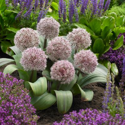 Van Zyverden Karataviense Allium Plant, 7 Bulbs