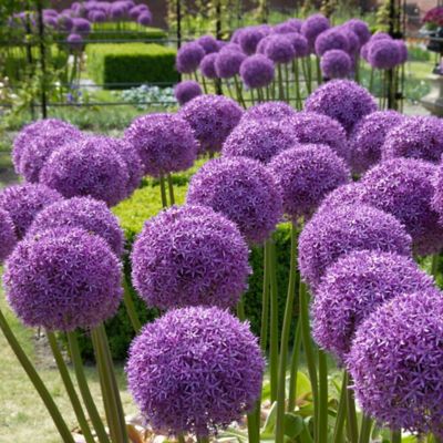 Van Zyverden Globemaster Allium Plant, 1 Bulb