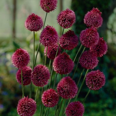 Van Zyverden Allium Sphaerocephalon Plant, 25 Bulbs