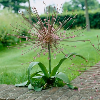 Van Zyverden Allium Schubertii Plant, 3 Bulbs