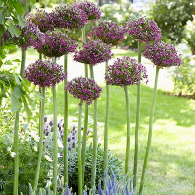 Van Zyverden Magic Allium Plant, 3 Bulbs