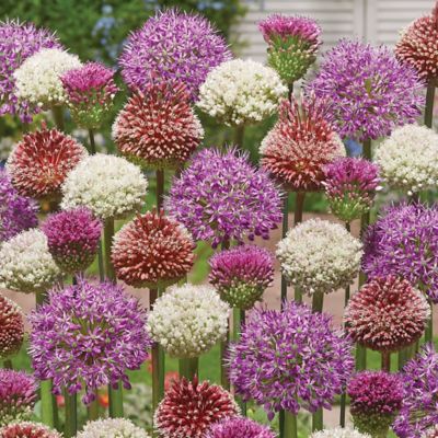 Van Zyverden Allium Blend Plant Collection, 25 Bulbs