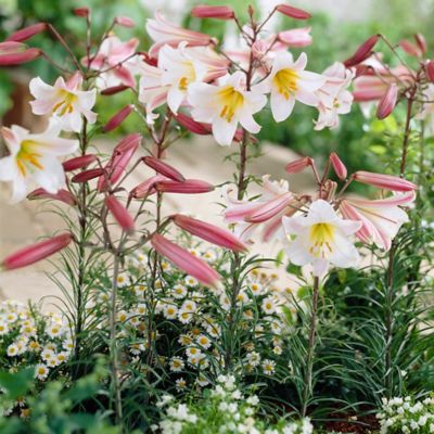 lilyです Van Zyverden Asiatic Lily Plant Mix, 25 Bulbs at Tractor
