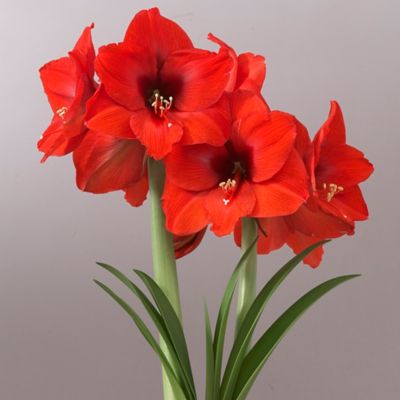 Van Zyverden Mega Orange Souvereign Amaryllis Plant, 1 Bulb