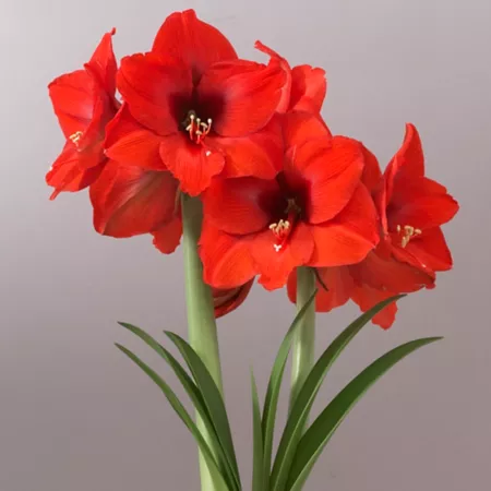 Van Zyverden Mega Orange Sovereign Amaryllis Plant 1 Bulb Perennials