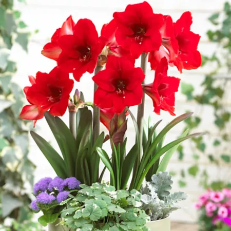 Van Zyverden Amaryllis Rapido multi-flowering 1 bulb Annuals