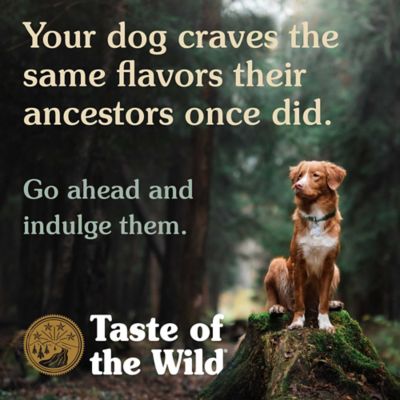 Image showing 6 th Taste of the Wild Ancient Stream All Life Stages with Ancient Grains Smoke-Flavored Salmon Dry Dog Food