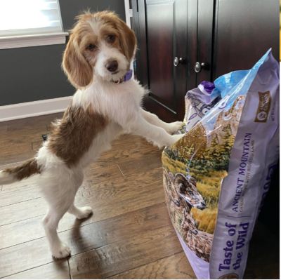 Image showing  Ancient Mountain All Life Stages Roasted Lamb Recipe Dry Dog Food