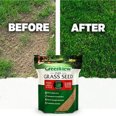 Image showing  Pure Grass Seed Sunny Mixture, 20 lb. Bag - Covers up to 10,000 sq. ft.