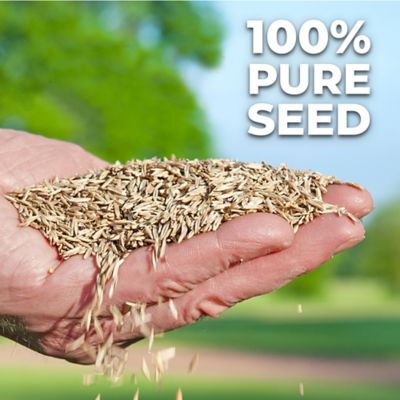 Image showing  Pure Grass Seed Kentucky Bluegrass Blend, 3 lb. Bag - Covers up to 3,000 sq. ft.