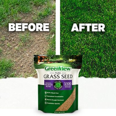 Image showing  Pure Grass Seed Perennial Ryegrass Blend, 20 lb. Bag Covers up to 10,000 sq. ft.