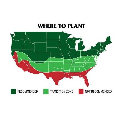 Image showing 6 th GreenView Pure Grass Seed Perennial Ryegrass Blend, 20 lb. Bag Covers up to 10,000 sq. ft.