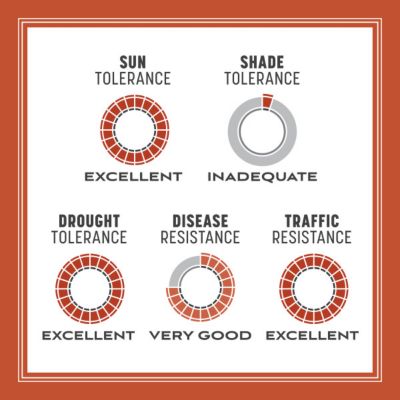 Image showing 6 th Pennington Bermudagrass Seed, 5 lb., 100532363