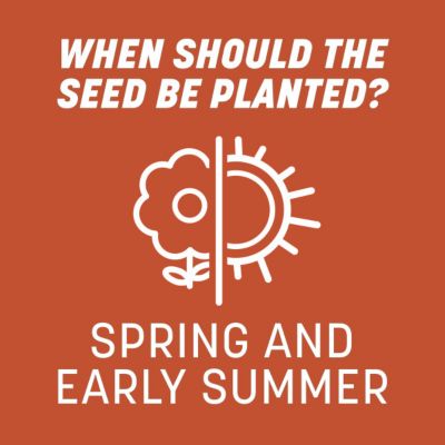 Image showing 8 th Pennington Bermudagrass Seed, 5 lb., 100532363