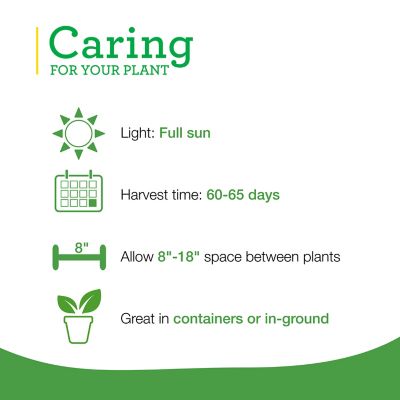 Image showing  Chamomile, 19.3 oz., Live Plant