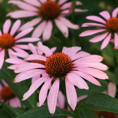 Image showing  Purple Coneflower 19 oz., Live Plant