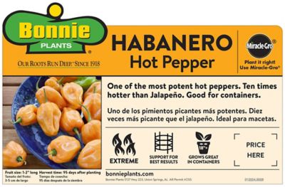 Image showing  2.32 qt. Habanero Hot Pepper Vegetable Plant