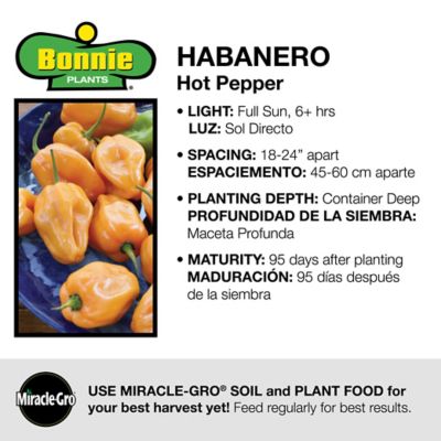 Image showing  2.32 qt. Habanero Hot Pepper Vegetable Plant