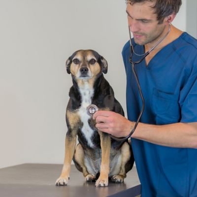 Image showing  Dual-Head Veterinary Stethoscope