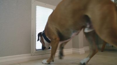 Image showing  Tunnel for Extra-Large Armor Flex Pet Doors