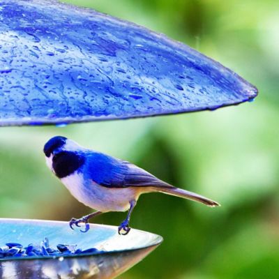 Image showing  32 oz. Domed Glass Bird Feeder, Cobalt Blue