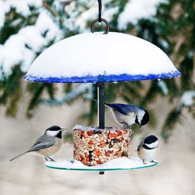 Image showing  Petite Seed Cylinder Bird Feeder, 1.75 lb. Suet Block Capacity, Cobalt Blue