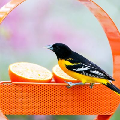 Image showing  Bistro Hanging Bird Feeder, Orange