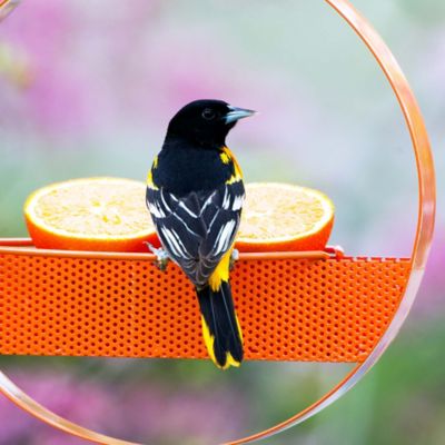 Image showing  Bistro Hanging Bird Feeder, Orange