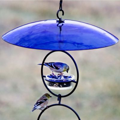 Image showing  Bird Feeder Glass Weather Dome, 15 in., Blue