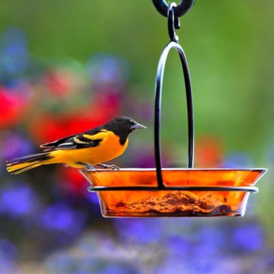 Image showing  9.75 in. Hanging Cuban Bird Bath/Bird Feeder, Orange