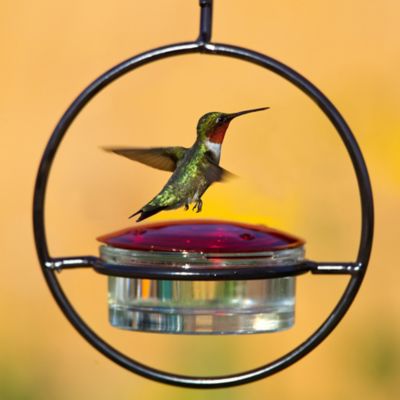 Image showing  3.4 oz. Hummble Basic Hummingbird Feeder