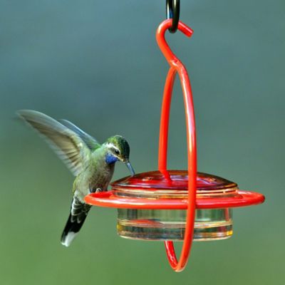 Image showing  3.4 oz. Hummble Bold Hummingbird Feeder, Red