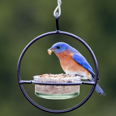Image showing  Hummble Basic Bird Feeder, Clear