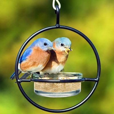 Image showing  Hummble Basic Bird Feeder, Clear
