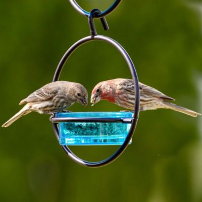 Image showing  Hummble Basic Bird Feeder, Aqua
