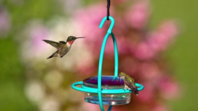 Image showing  Hummble Bold Hummingbird Feeder, 3.4 oz. Capacity, Aqua