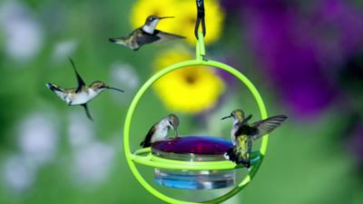 Image showing  Hummble Bold Hummingbird Feeder, 3.4 oz. Capacity, Lime