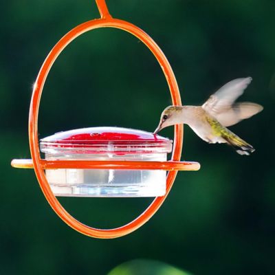 Image showing  Hummble Bold Hummingbird Feeder, 3.4 oz. Capacity, Orange