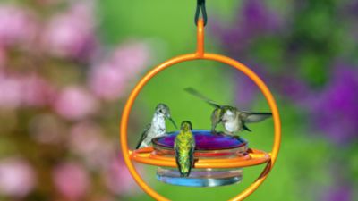 Image showing  Hummble Bold Hummingbird Feeder, 3.4 oz. Capacity, Orange