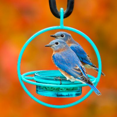 Image showing  Hummble Bold Bird Feeder, 3.4 oz. Capacity, Aqua