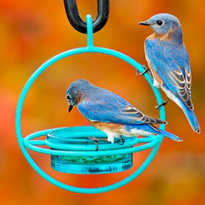 Image showing  Hummble Bold Bird Feeder, 3.4 oz. Capacity, Aqua