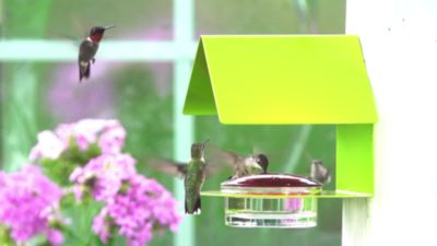 Image showing  Cottage Hummingbird Feeder, 3.4 oz. Capacity, Lime