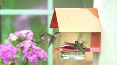 Image showing  Cottage Hummingbird Feeder, 3.4 oz. Capacity, Orange