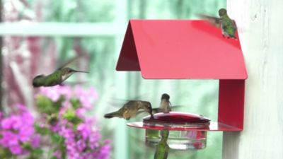 Image showing  Cottage Hummingbird Feeder, 3.4 oz. Capacity, Red