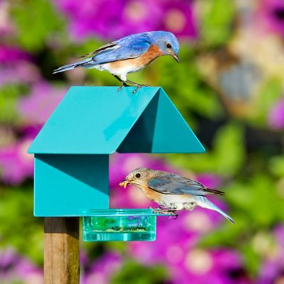 Image showing  Cottage Bird Feeder, Aqua